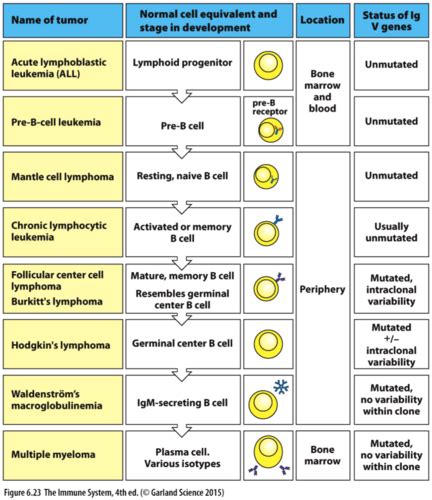 Tumor Immunology Flashcards Quizlet