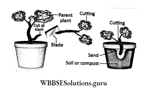 Wbbse Solutions For Class Life Science Chapter Reproduction