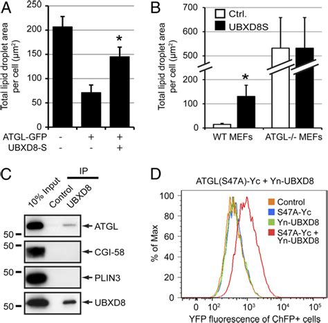 UBXD8 Binds ATGL And Impairs ATGL Dependent LD Turnover A UBXD8