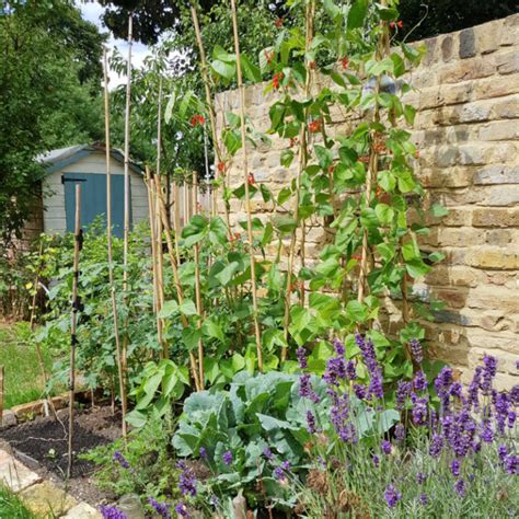 Que Planter En Avril Au Potager Le Guide Complet