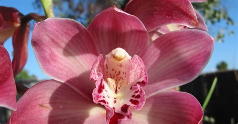 Orquídeas Como cuidar bem delas