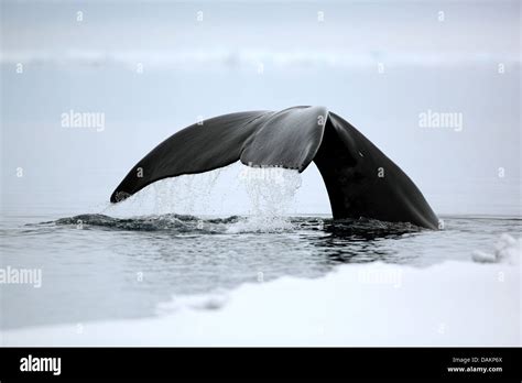 Bowhead Whale Greenland Right Whale Arctic Right Whale Balaena