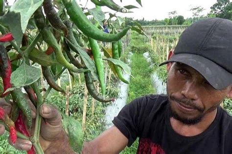 Diserang Hama Cacar Petani Cabai Terancam Gagal Panen Balipost