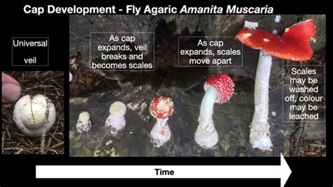 Where Does Amanita Muscaria Grow