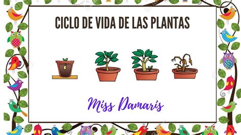 Ciclo De Vida De Las Plantas Miss Damaris Youtube