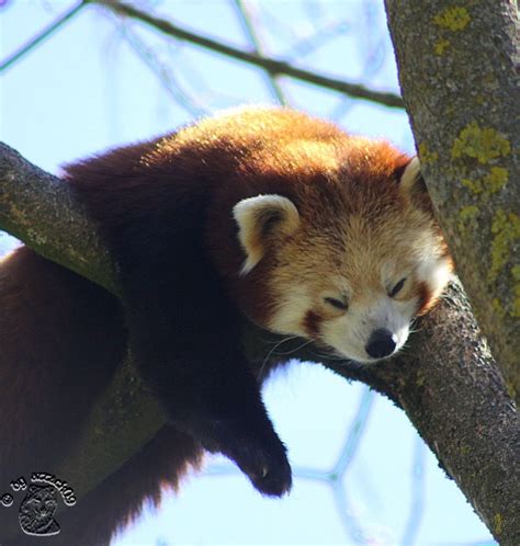 Smiling Red Panda by attack09 on DeviantArt