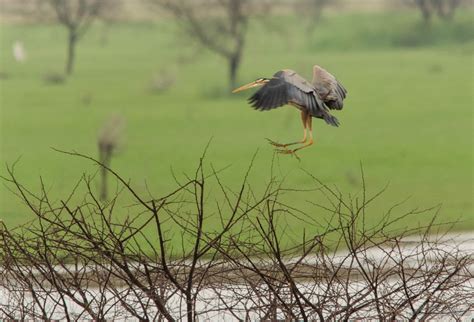 Mike's Birding Adventures: Hoskote Lake Birding