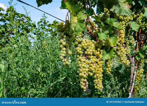 Grandes Cachos De Uvas Brancas Krasio Penduram No Mato Foto De Stock