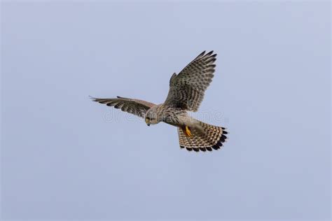 Common Kestrel Falco Tinnunculus Hovering In Flight Stock Photo