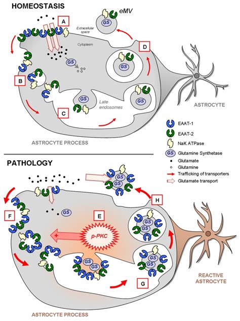 Schema Highlighting The Trafficking Of Glutamate Transporters In