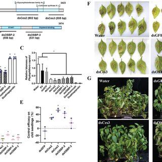 Functionalized Carbon DotDelivered RNA Nano Fungicides As Superior