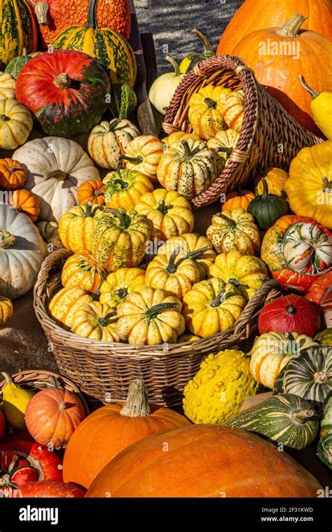 Las Variedades De Calabaza En Ingl S En La Pantalla Para Su Venta En El