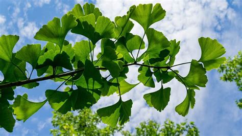 Qué Es El Ginkgo Biloba Y Para Qué Sirve Unotv