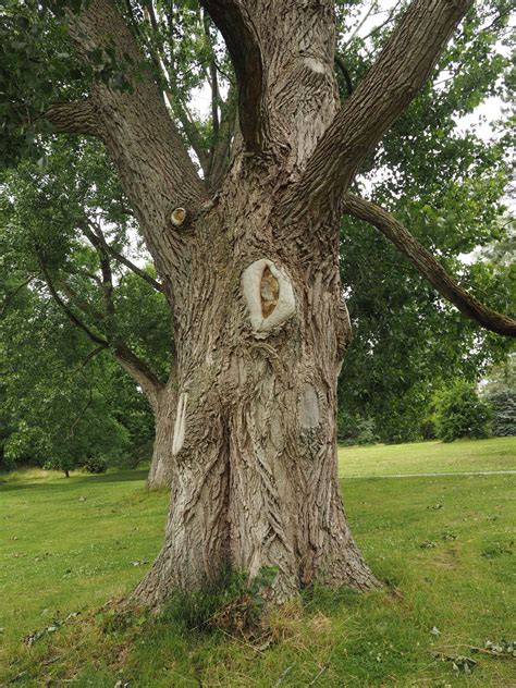 Populus Canadensis Moench Plants Of The World Online Kew Science