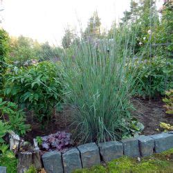 Schizachyrium scoparium BLUE HEAVEN зимостойкий - купить за 300 руб. в ...