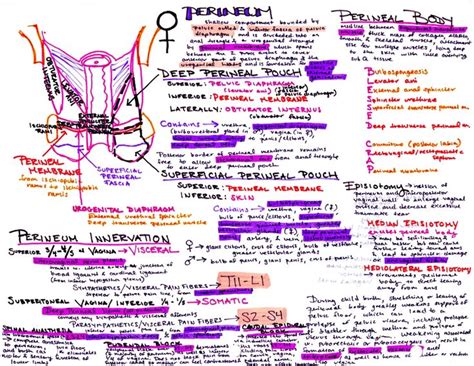 Obgyn Notes Hansonsanatomy Nursing School Notes Medical School