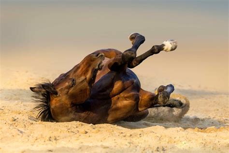 Hendra Virus Infection in Horses - Symptoms, Causes, Diagnosis ...