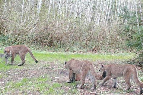 Cougar sighting prompts third Quilcene school lockdown | Peninsula ...