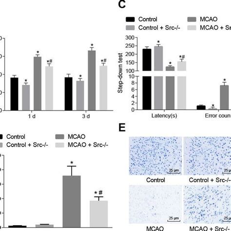 Knockout Of The Src Gene Alleviates Cerebral Infarction And Improves