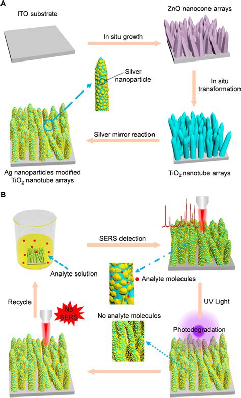 Frontiers Arrays Of Ag Nanoparticles Decorated Tio Nanotubes As