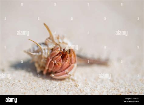 Einsiedlerkrebs Nahaufnahme Stockfotos Und Bilder Kaufen Alamy