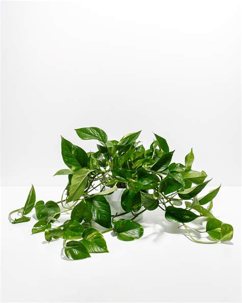 Golden Pothos Plant For Sale, Including Detailed Care Guide