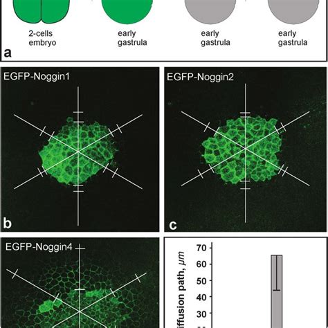 Diffusion Of Egfp Noggin From The Ectodermal Grafts A