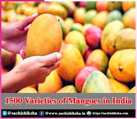 1500 Varieties of Mangoes in India | Sachi Shiksha - The Famous Spiritual Magazine in India