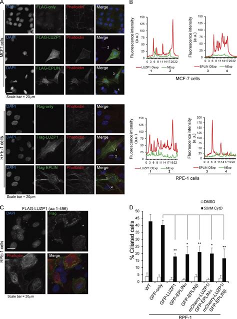 Luzp1 And The Tumor Suppressor Eplin Modulate Actin Stability To