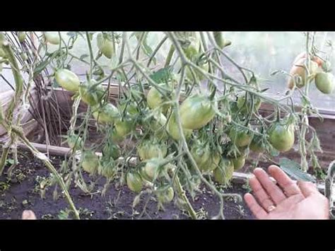Розовый снег, томат любимка наливается. - YouTube