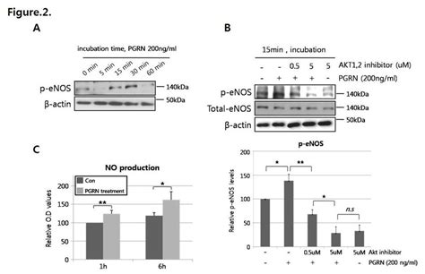 Progranulin Pgrn Induced Activation Of The Aktenosno Pathway In Download Scientific Diagram