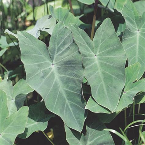 Taro Elephant Ear Colocasia Esculenta My Garden Life