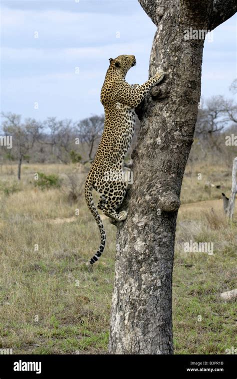 Leopard Panthera Pardus Female Adult Climbing On A Tree Sabi Sand