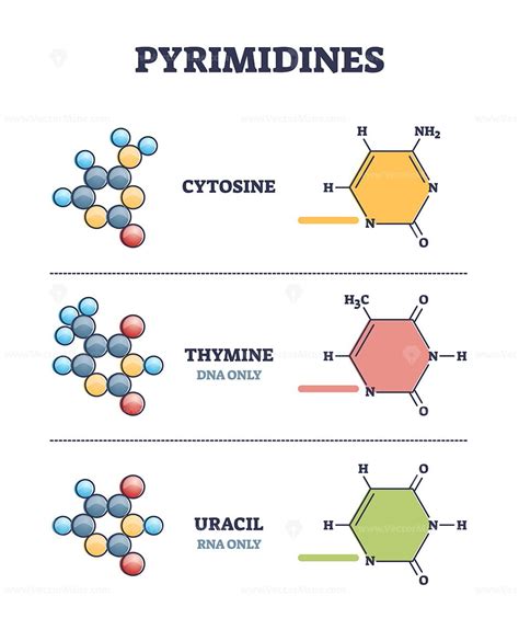 Nucleoside Vs Nucleotide Compound Differences Comparison Outline