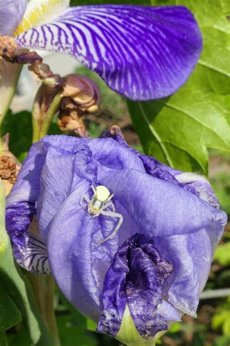 L Chowsss Garten Morgens Bauerngarten Bartiris Iris X