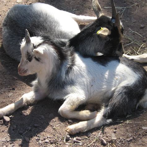 Mutilation of Goats - FOUR PAWS International - Animal Welfare Organisation