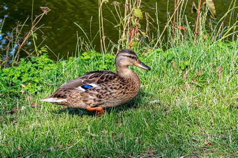 Stockente Ente Vogel Kostenloses Foto Auf Pixabay Pixabay