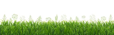 Premium Vector | Green Grass Border With White Background