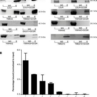 Validation Of Novel GCGR Interactors By Co IP WB In CHO Cells