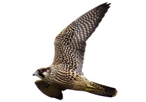 The Raptor Center: Peregrine Falcon Migration in Florida Keys