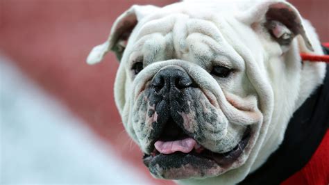 University of Georgia mourns loss of beloved former mascot, Uga X