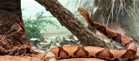 The Definitive Guide To Identifying A Copperhead Snake By Andy Spain