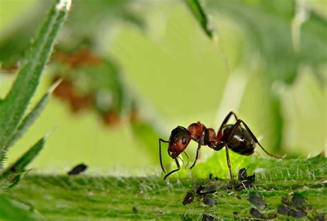 Intepatura de furnica | Naptera Blog