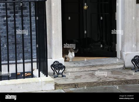 Larry The Cat at 10 Downing Street Stock Photo - Alamy