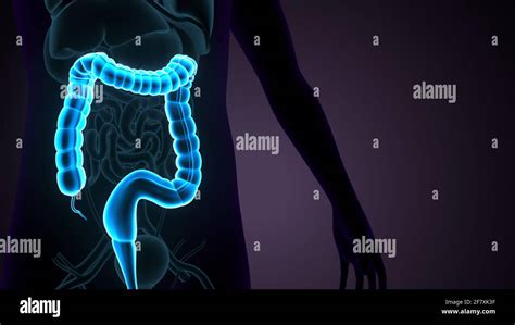 Large Intestine 3d Illustration Human Digestive System Anatomy Stock