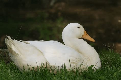 Ценные породы и виды уток с фото (25+)