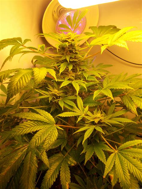 Strain Gallery Hindu Kush Sensi Seeds PIC 10121386592214147 By