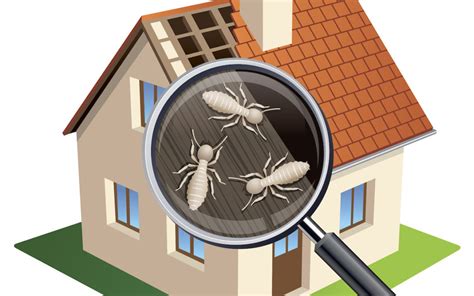 Termite Inspection Residential And Commercial Inspections