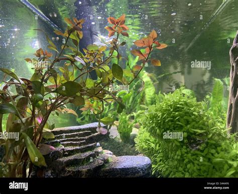 underwater fish tank aquascape staircase planted fish tank with ...