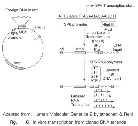 Nucleic Acid Hybridization Biology Ease